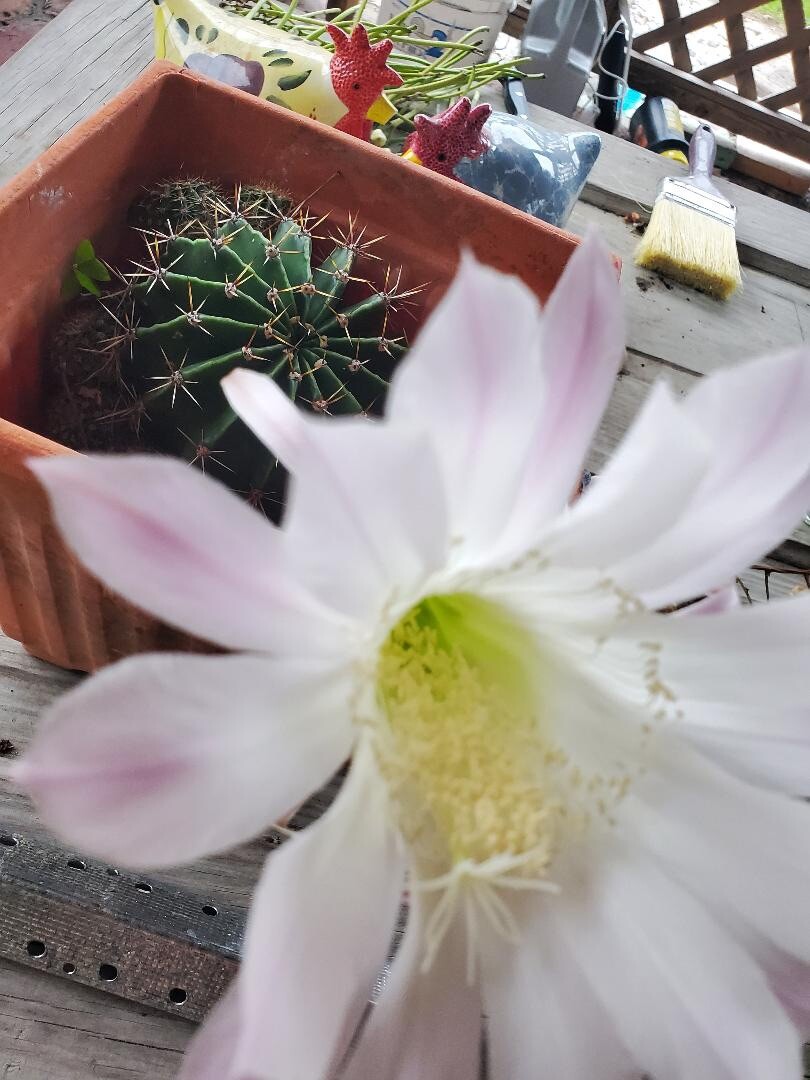 WHITE w/PINK Hedgehog Easter Lily Echinopsis Tubiflora Cactus – 1 Count