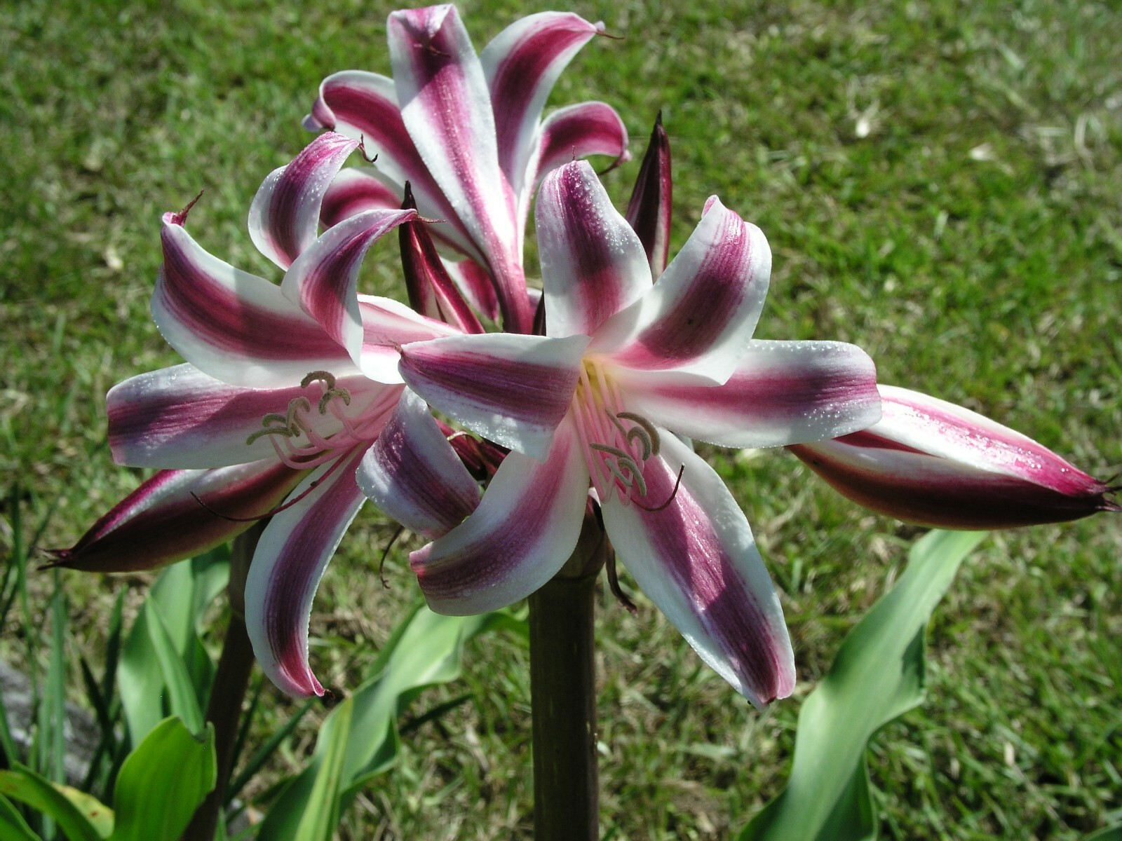Crinum Lily, Zeylanicum, species, medium-size bulb, NEW