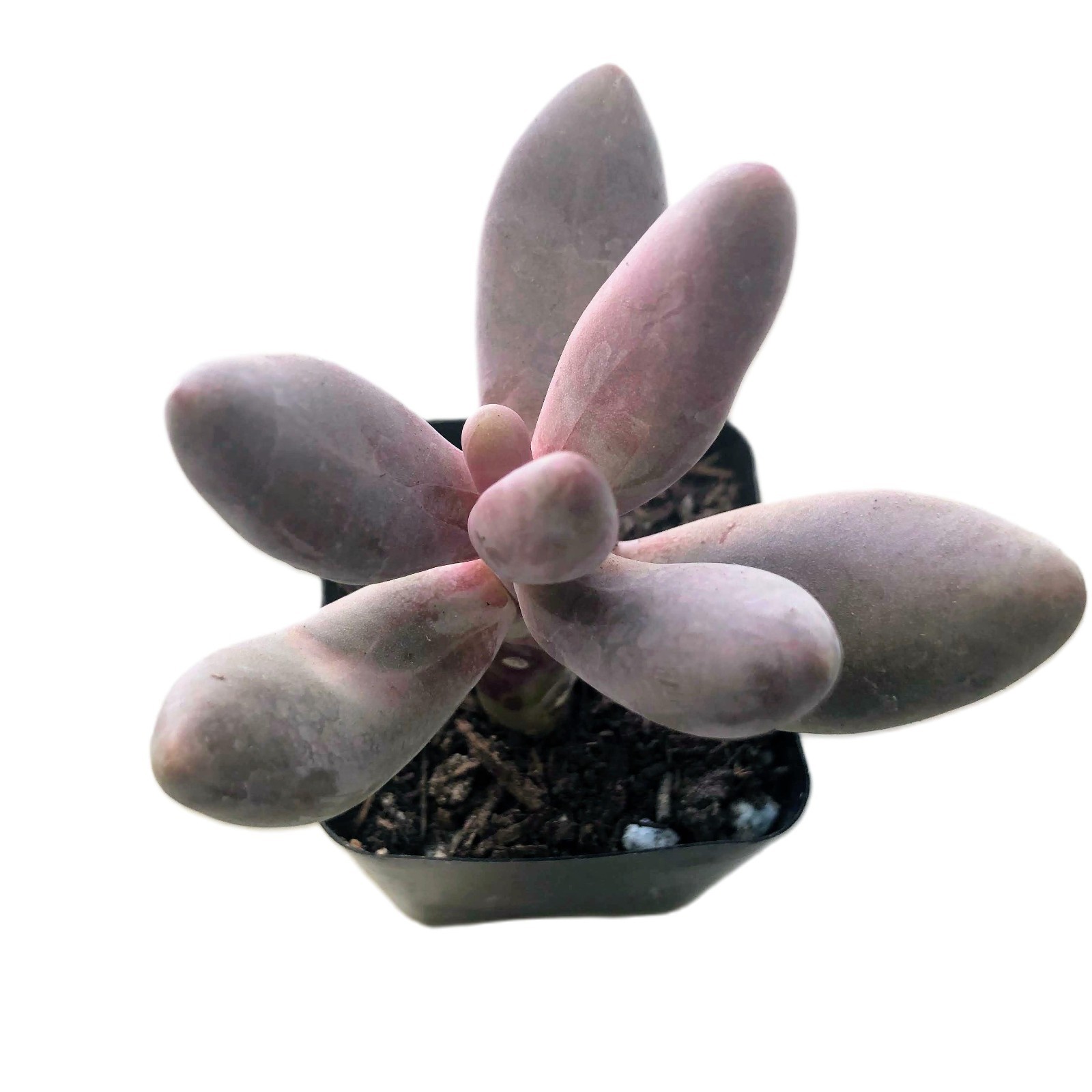 Echeveria Gangzhou Live Succulent Pink Red Tipped Rosette Plant