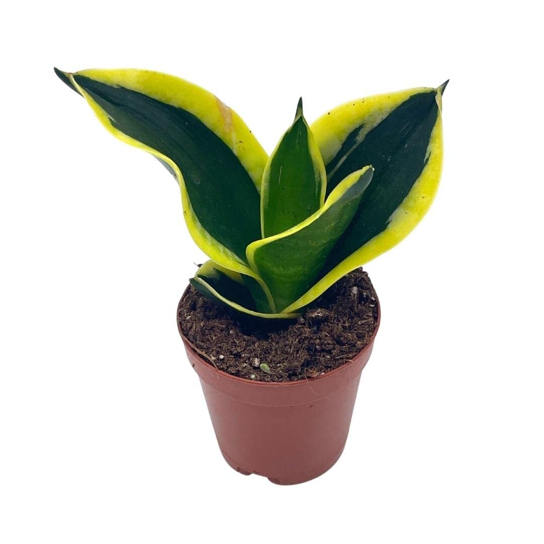 Black Gold Snakeplant, Green and Yellow Snake Plant, Variegated Sansevieria trif