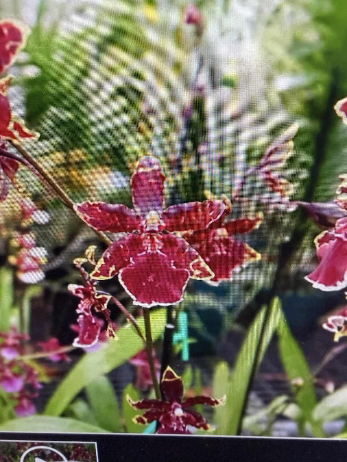 ORCHID Plants 10 Onciduim bulbs $2. each 10 minimum not marked br