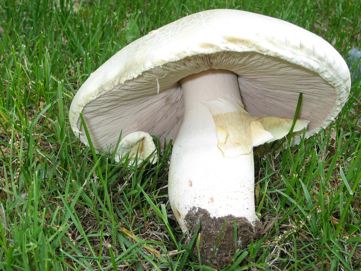 Seeds Mushroom Champignon GIANT Mycelium Spawn Dried Spores Organic Ukraine