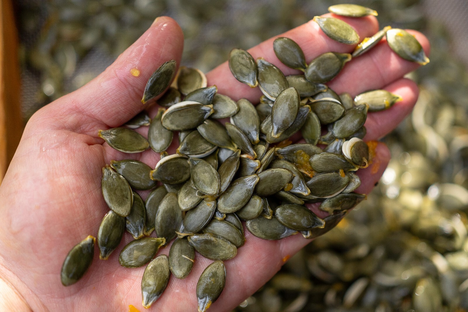 Styrian Hulless Pumpkin Seeds: Certified Organic, Non-GMO Seed Packet or Bulk