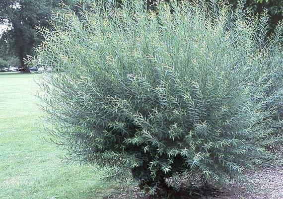 2 Basket Willow Bush Cuttings Salix Purpurea Prized for Branches to Make Baskets