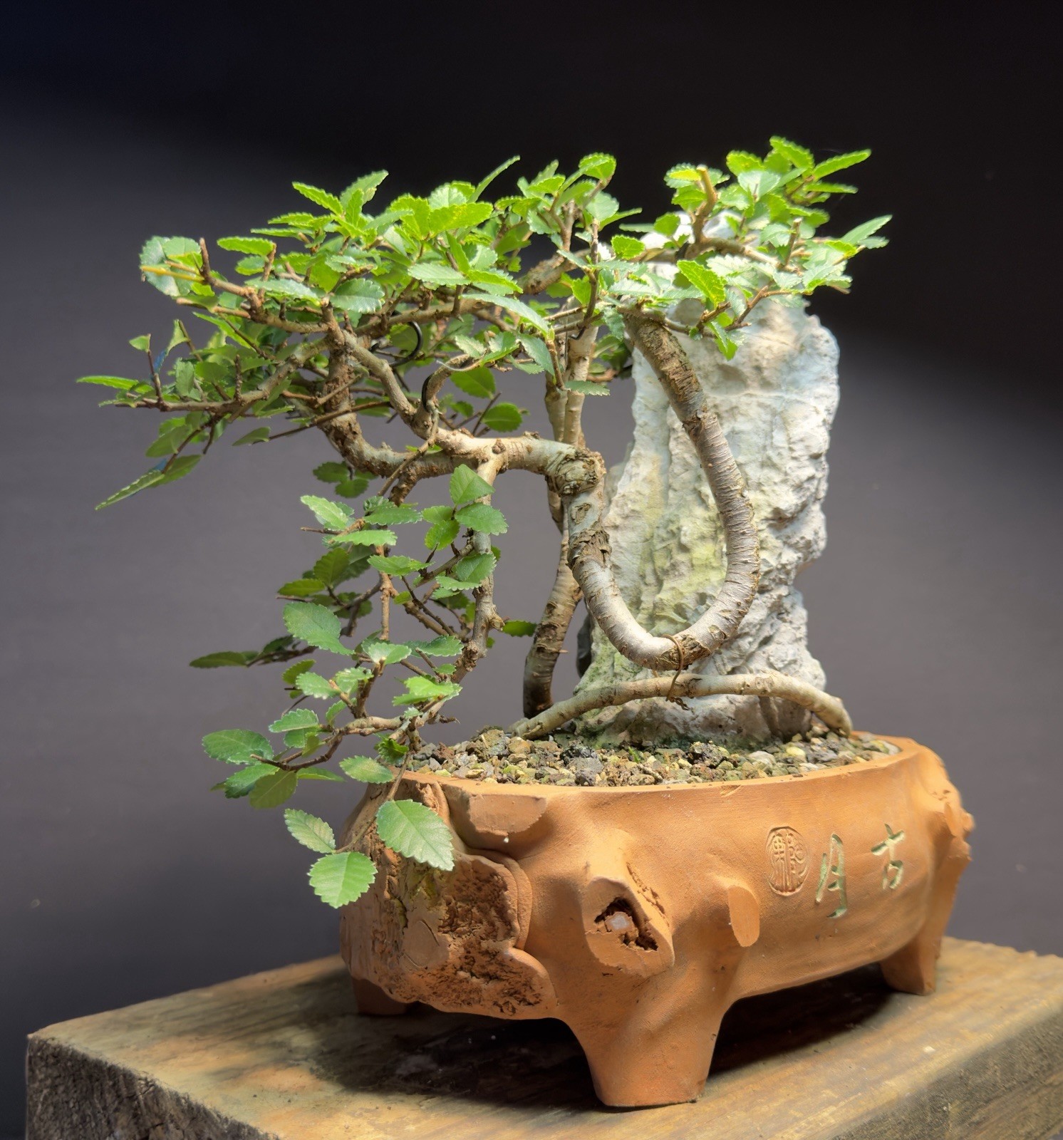 Bonsai Tree Dragon Style Chinese Elm root over rock 9.5” tall Chinese Pot
