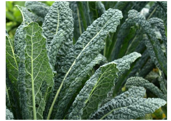 LACINATO (200 – 3200) Seeds Dinosaur KALE Black Tuscany Nero di Toscana forage