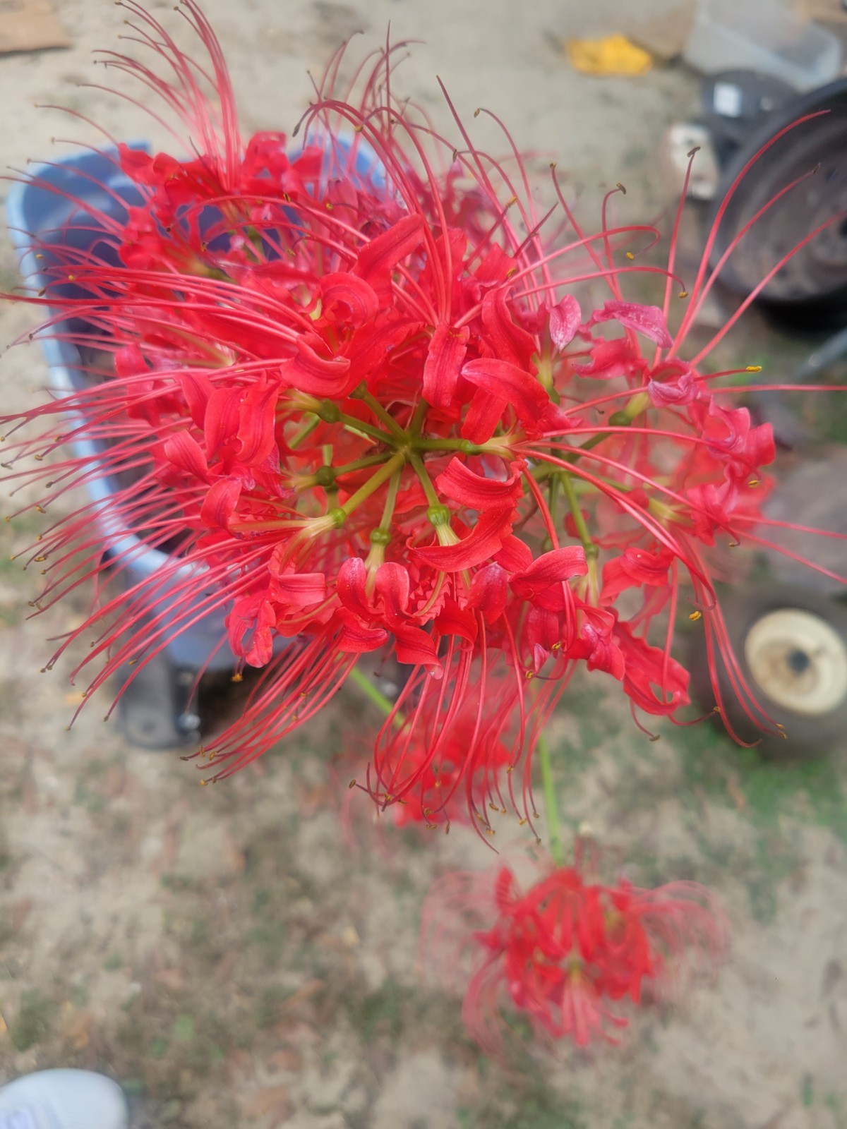 Red Red Spider Lily 5 Pack Live Bulbs