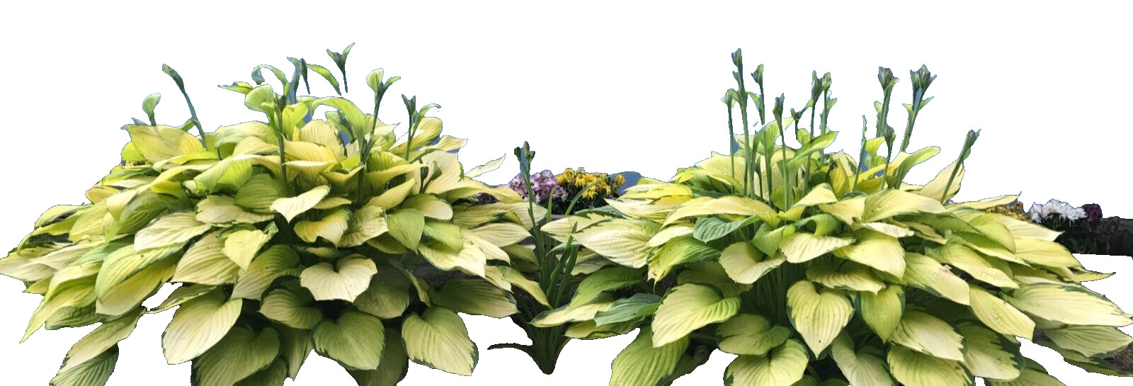 3 GOLD STANDARD HOSTA Bare Root Perennial Plant $ Years Old Root