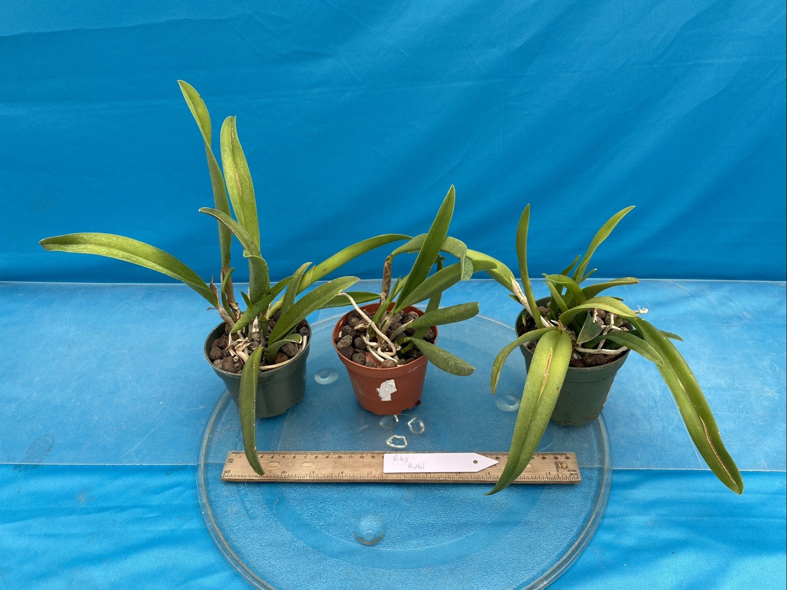 Rhynchobrassoleya Rubi Purple Red Medium BS Orchid Hybrid 3” Pot New Division