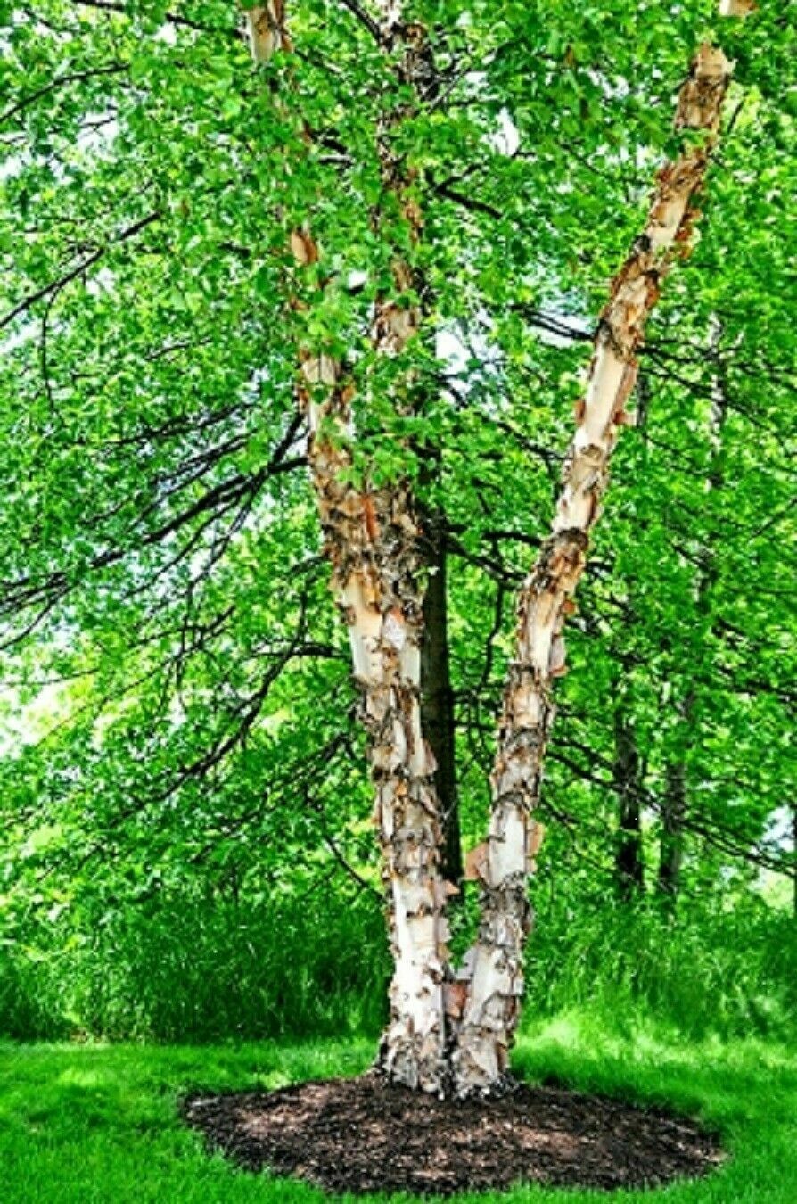 5 yo+ Fully Growing River Birch Tree Betula nigra Well Rooted Plant 40″+