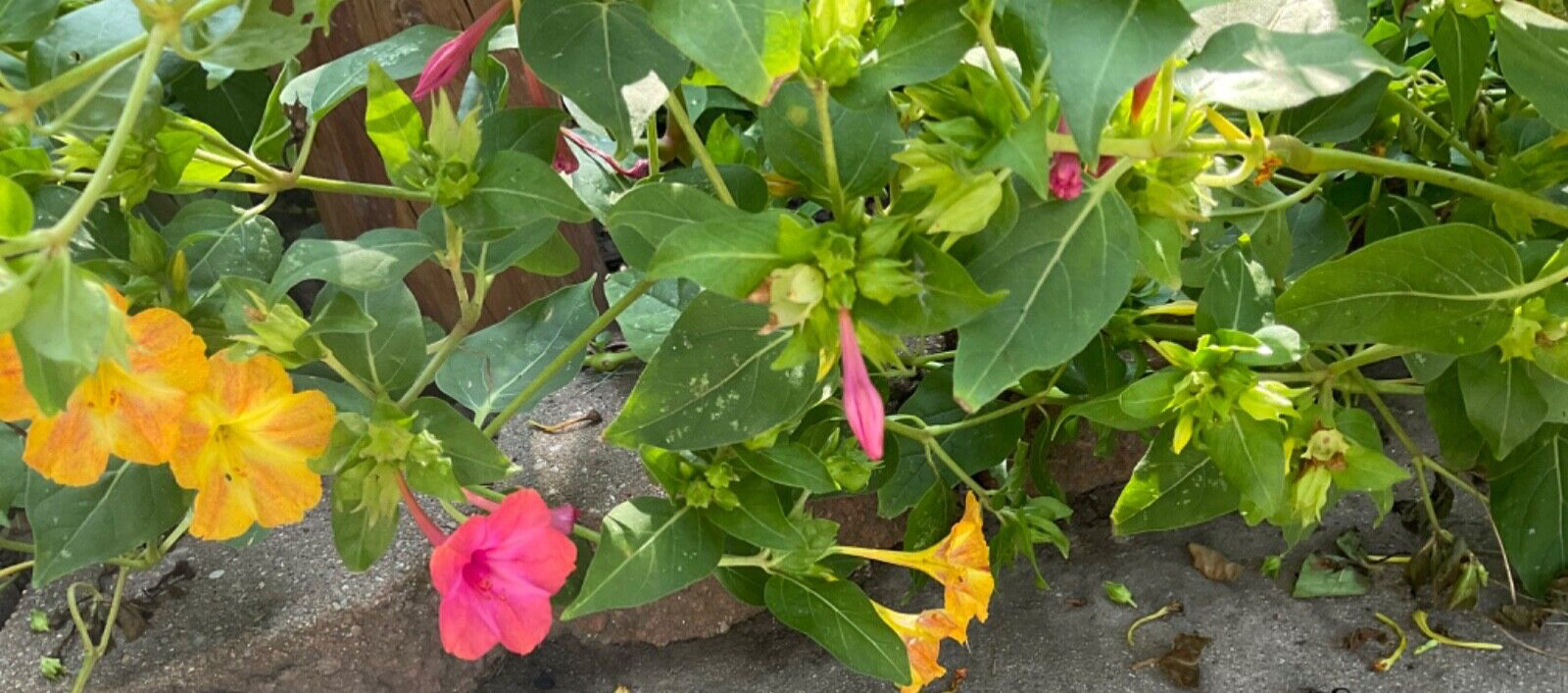 4 oclock seeds 50 Count* yellow with some red mixed in .