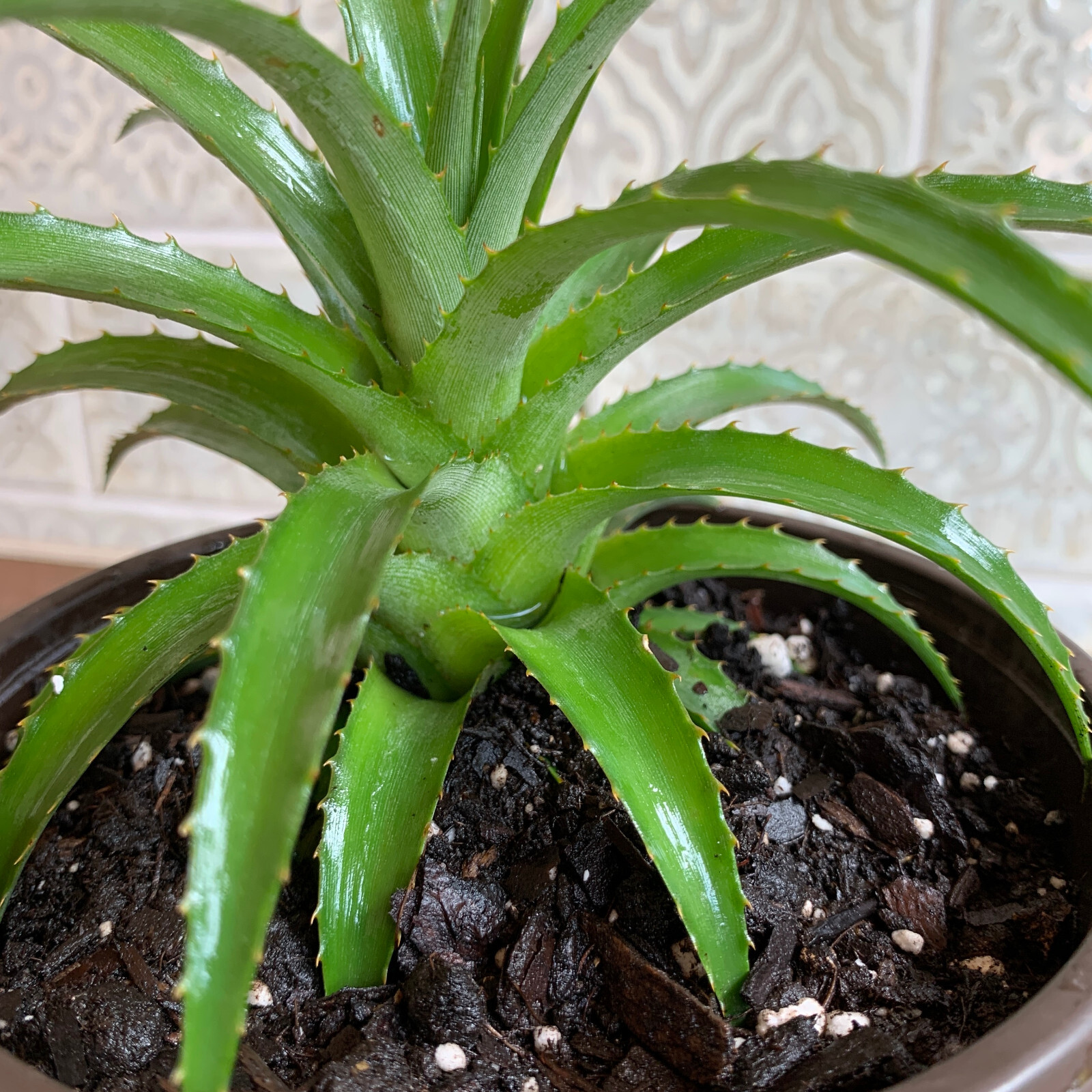 Miniature Ornamental Pineapple – FREE SHIPPING – Ananas Nanus – 6″-8″