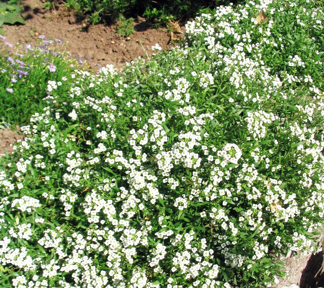 Carpet of Snow Sweet Alyssum Seeds | Mat Forming Annual White Flower Seed 2025