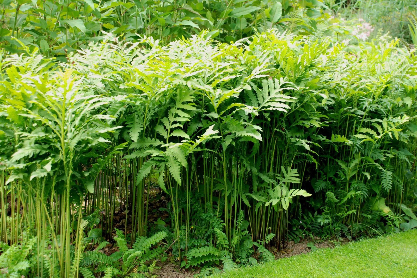Onoclea Sensibilis Fern (Sensitive fern) 4” in Pot- Buy Any QTY Get One Free
