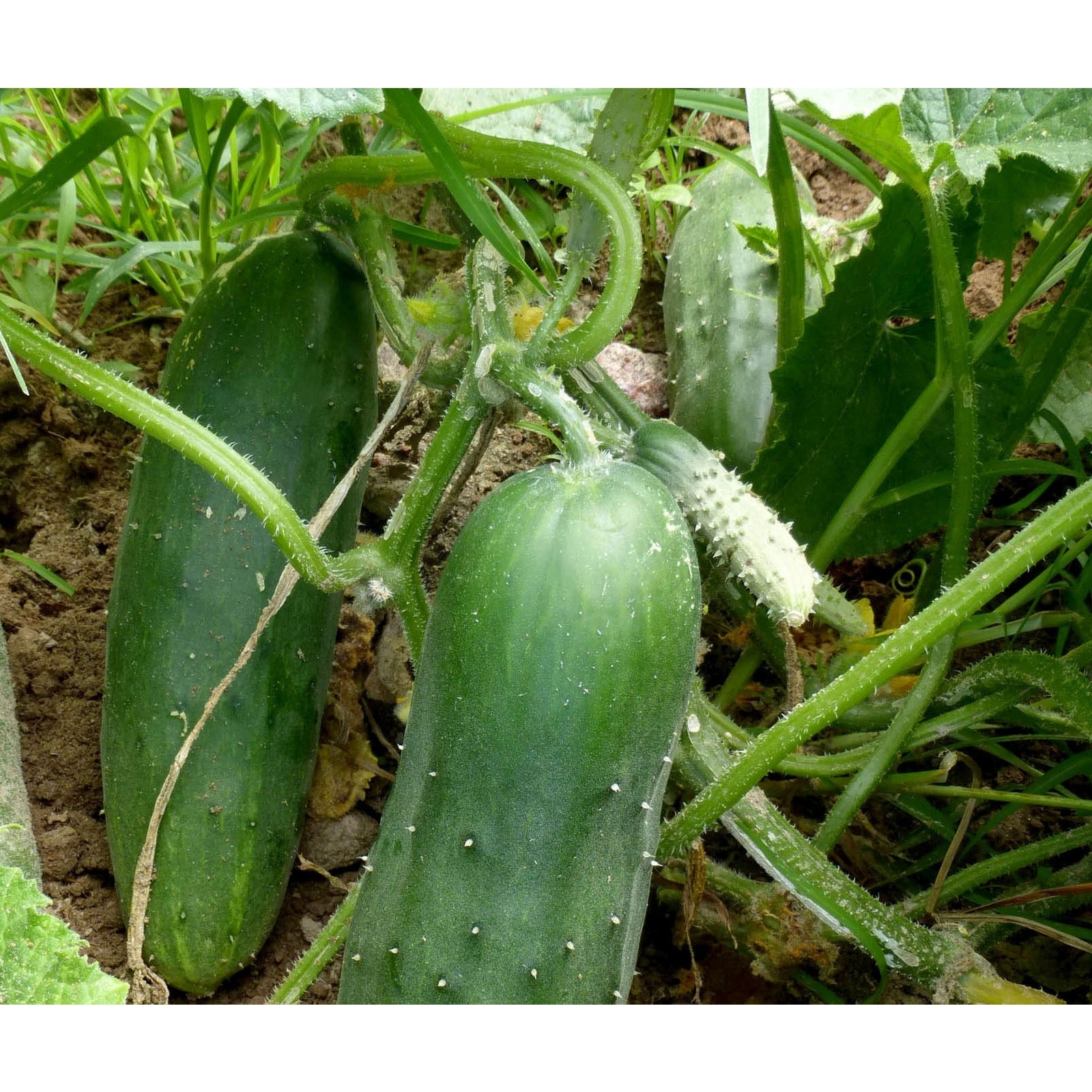 Marketmore 76 Cucumber Heirloom Seed New Crop 2023 Organic Non GMO – 25 seeds