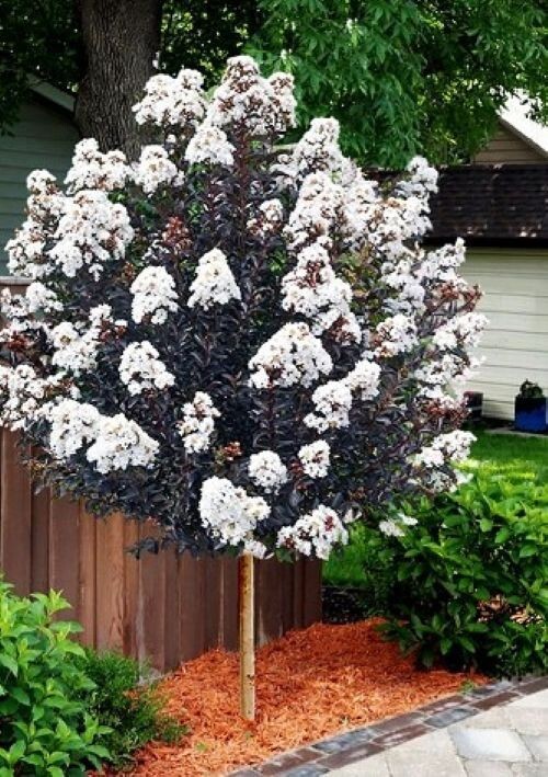 White Lightning Thunderstruck Crape Myrtle Starter Lagerstroemia STARTER Plant