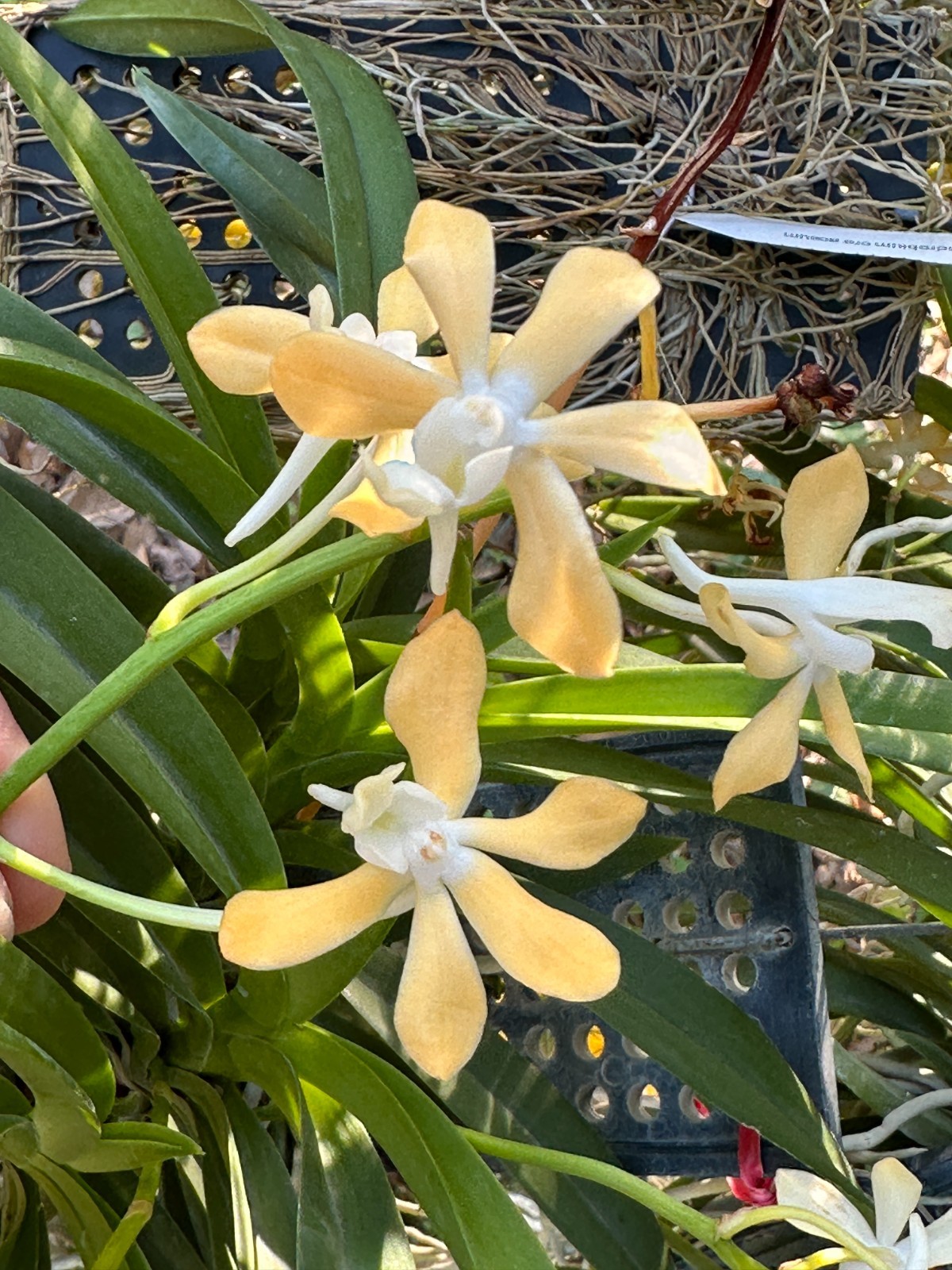 LOVELY VANDA TYPE ORCHID PRIMARY V. Joannah’s Delight BS mounted
