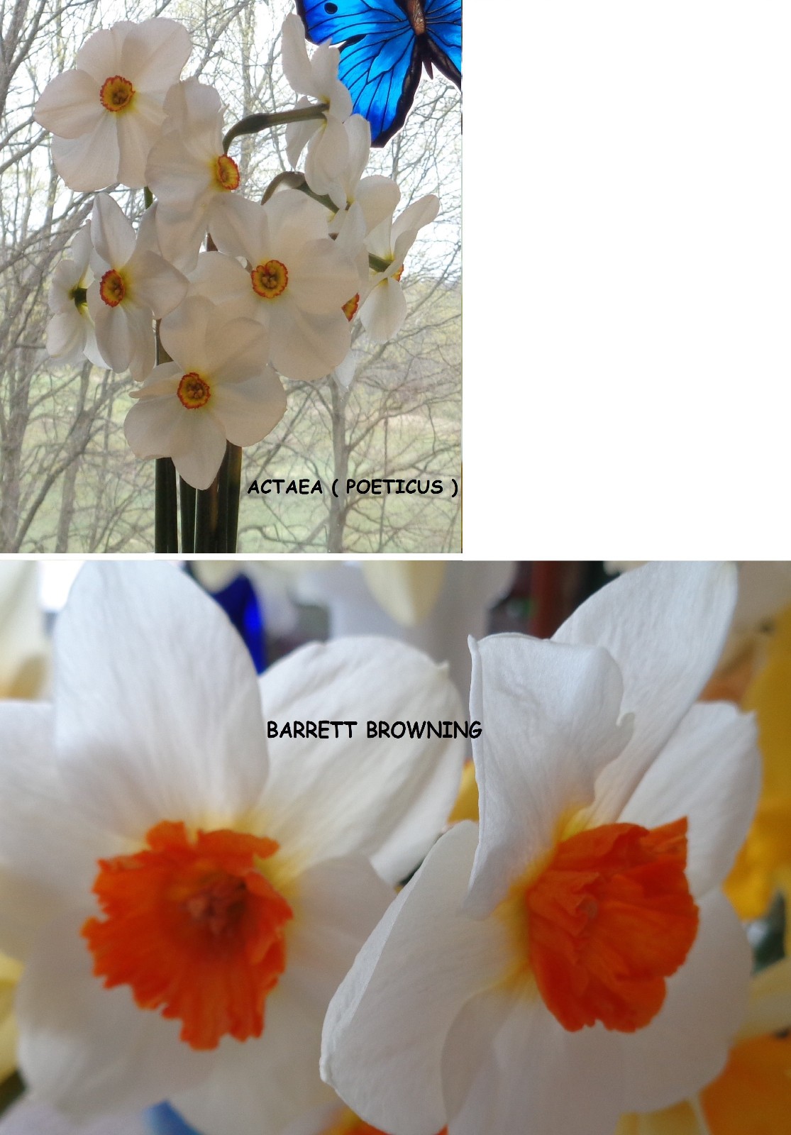 24 DAFFODIL BULBS 2 KINDS white orange Narcissus Poeticus FromMyGarden~*PlsREAD