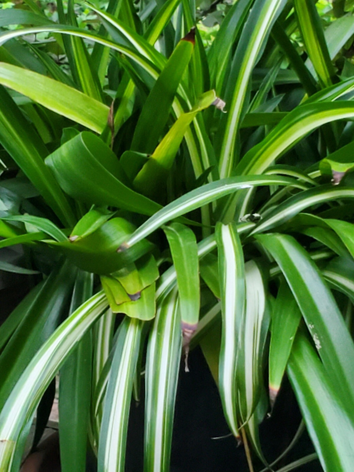 Dark Green Airplane Spider Plant Rooted Start Live Plant