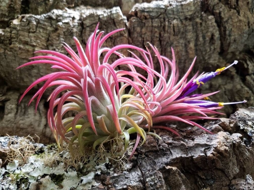 2 Year Supply Air Plant Food, Fertilizer For Beautiful Tillandsia