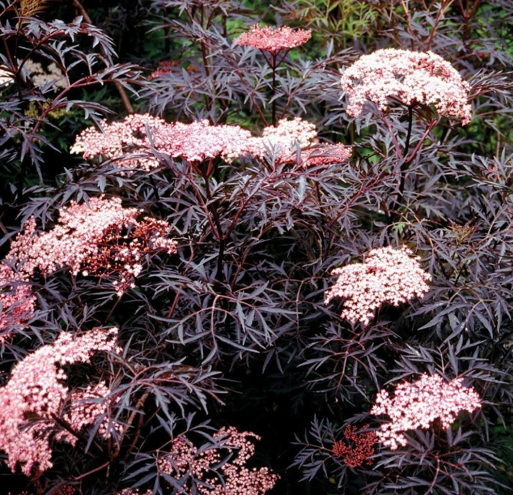 Sambucus Nigra Black Lace Elderberry Hardy Live Plant Proven Winners 4″ Pot Yard