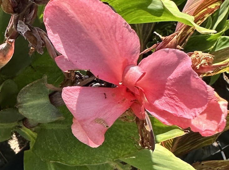 Canna Lily California Pink 1 Live Flower Plant Bush Bulbs Tall Green Leaves Easy