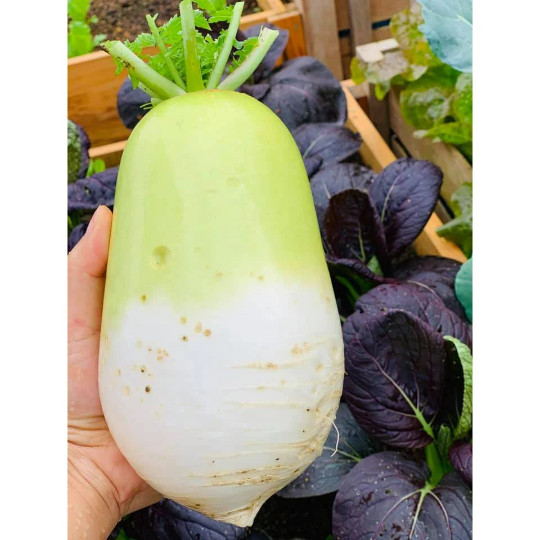 50+ Korean Autumn Hybrid Daikon Radish seeds; Joseon Mu 조선무 朝鮮白蘿蔔