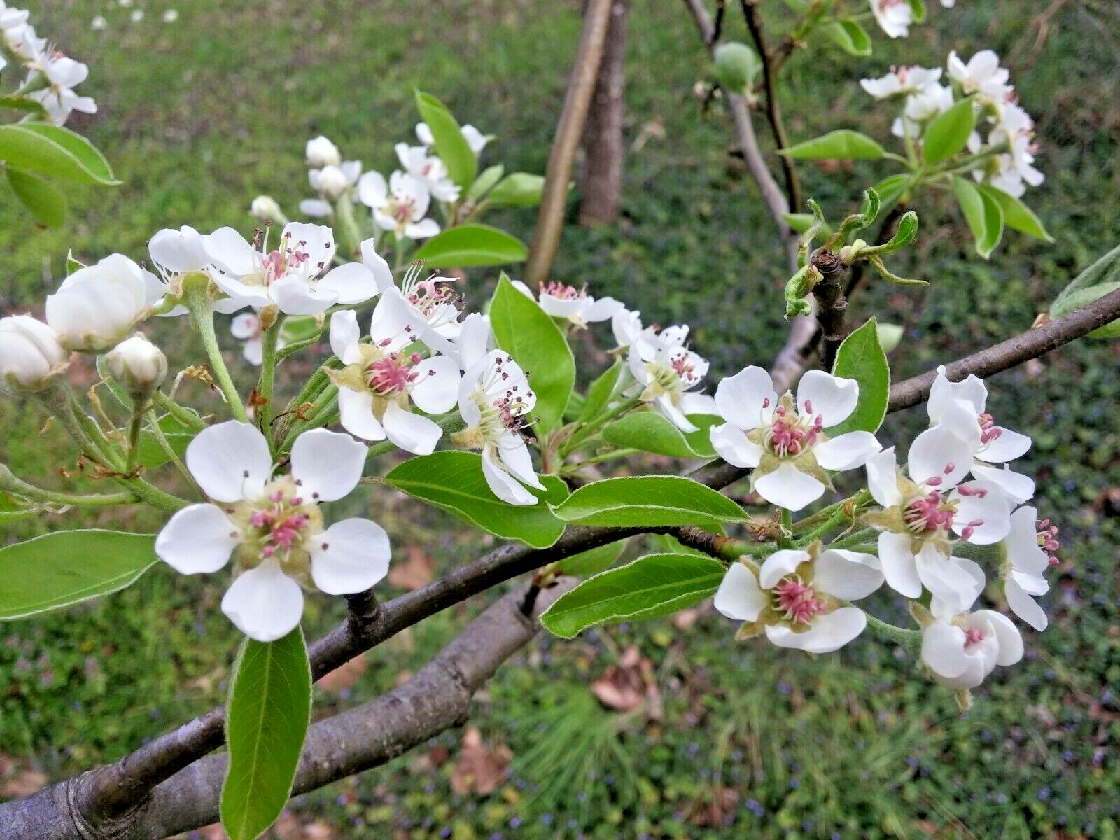 6+3 Giant Fruit Bartlett pear tree cuttings scions Great producer delicious