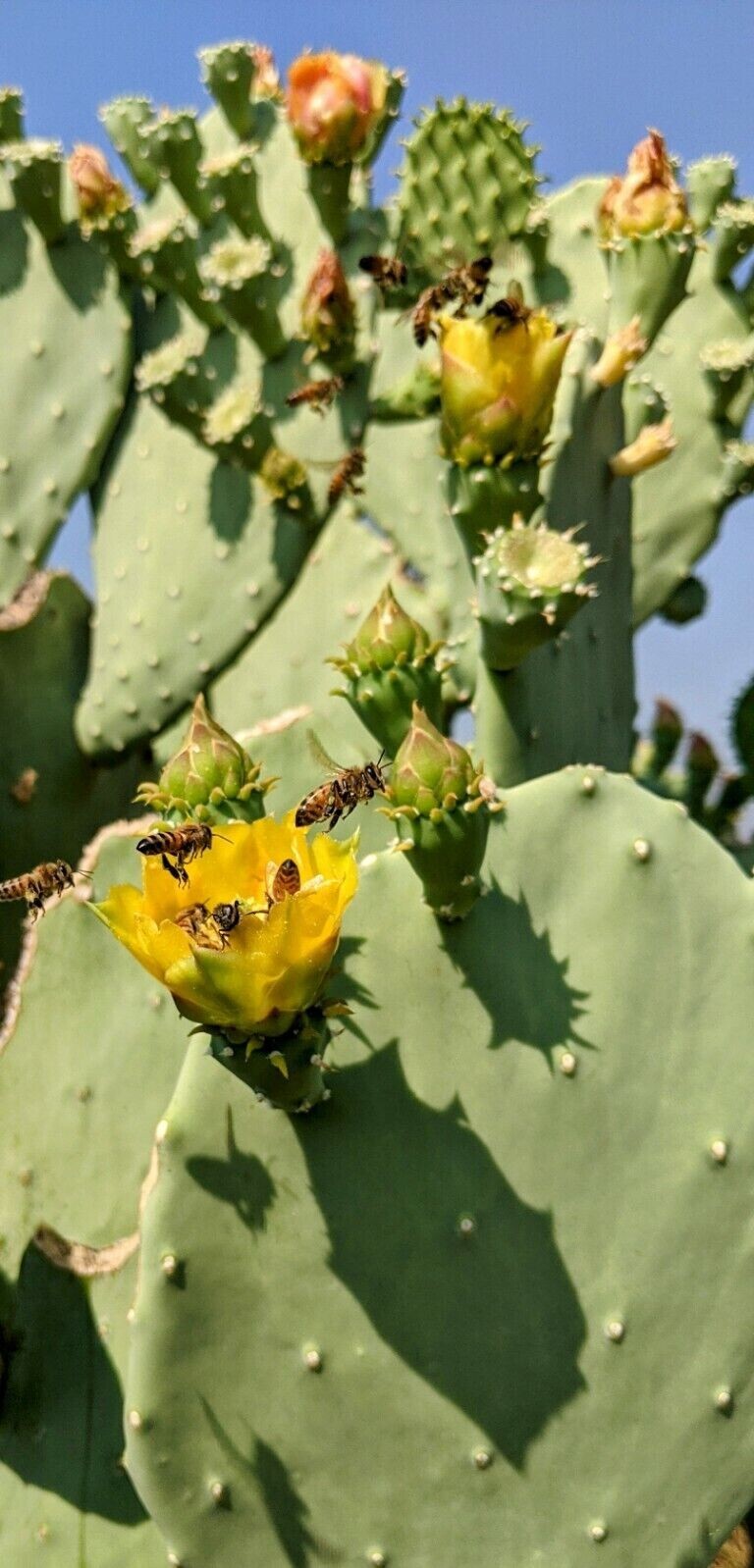 3 Spineless Prickly Pear Opuntia Cactus Pads 5+ Inches each From Arizona