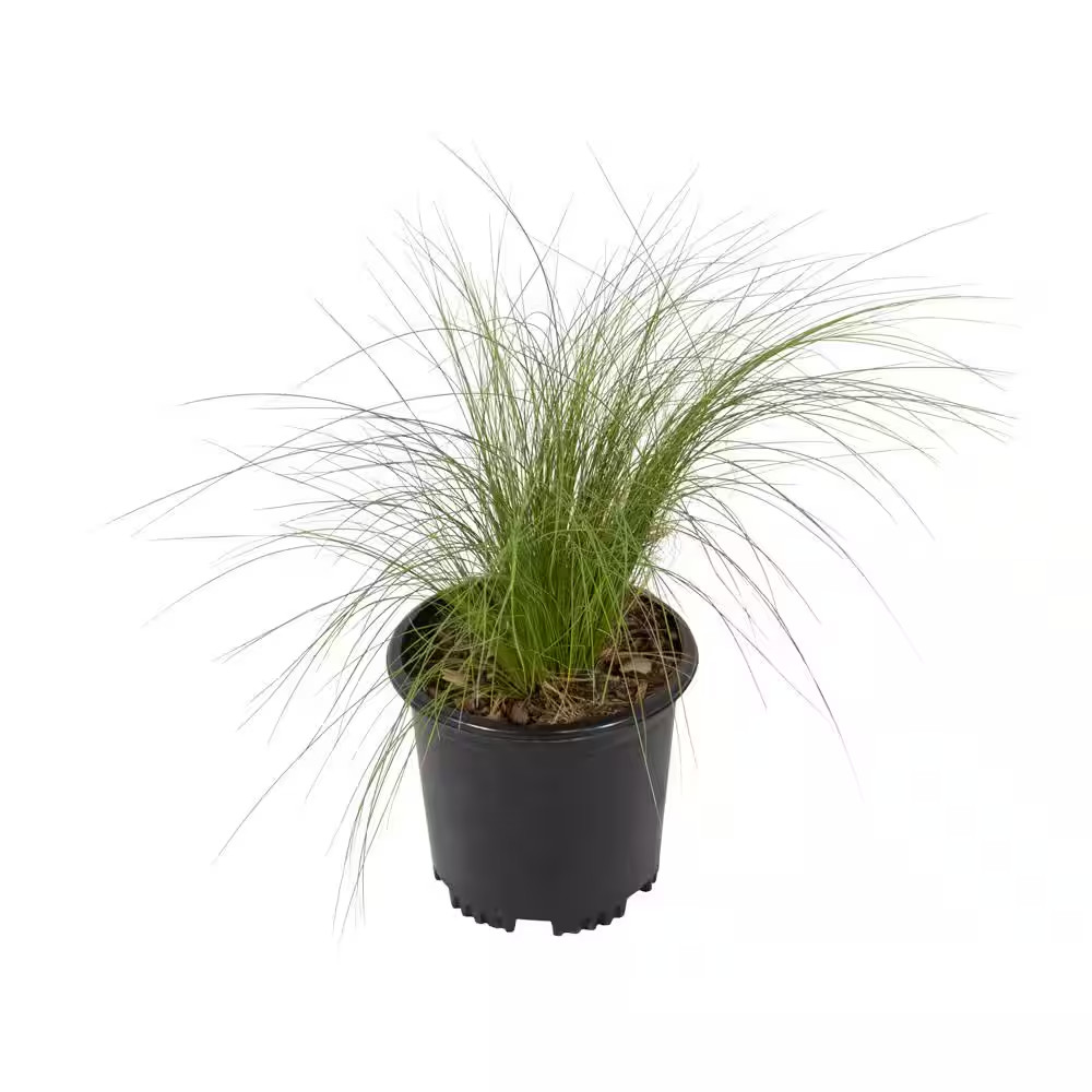 Mexican Feather Grass (Nassella) Ornamental Grass Shrub, 2 Qt. Grower Pot, Droug