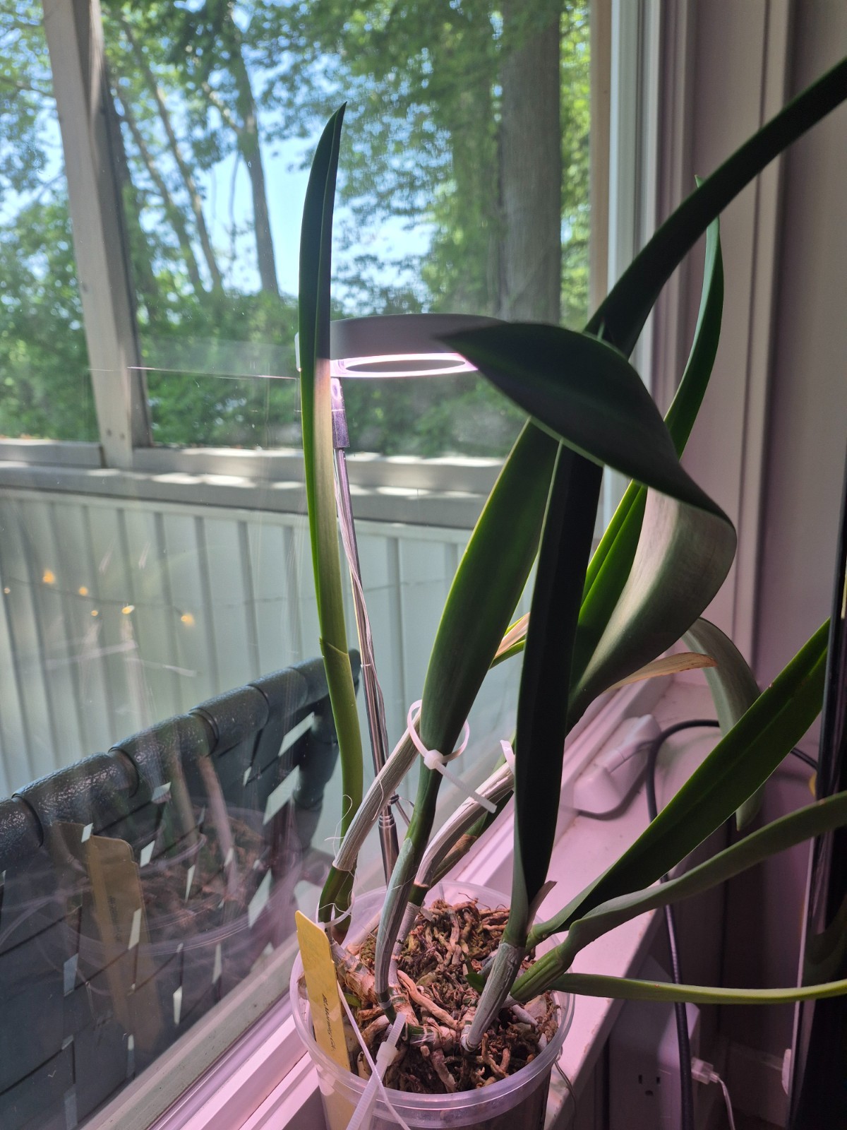 BL MORNING GLORY nodosa x cattleya purpurata huge mature BS FRAGRANT ORCHID