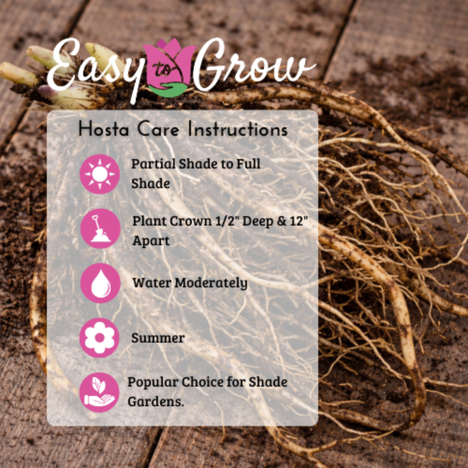Hosta Bumper Crop Mix 10-30 Plant Roots – Summer Blooms, Foliage for Shade
