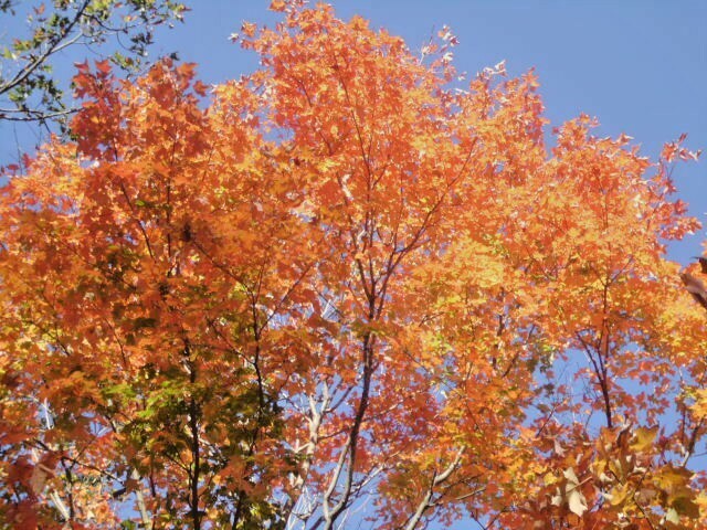 20 BONFIRE SUGAR MAPLE SEEDS – Acer saccharum ‘Bonfire”
