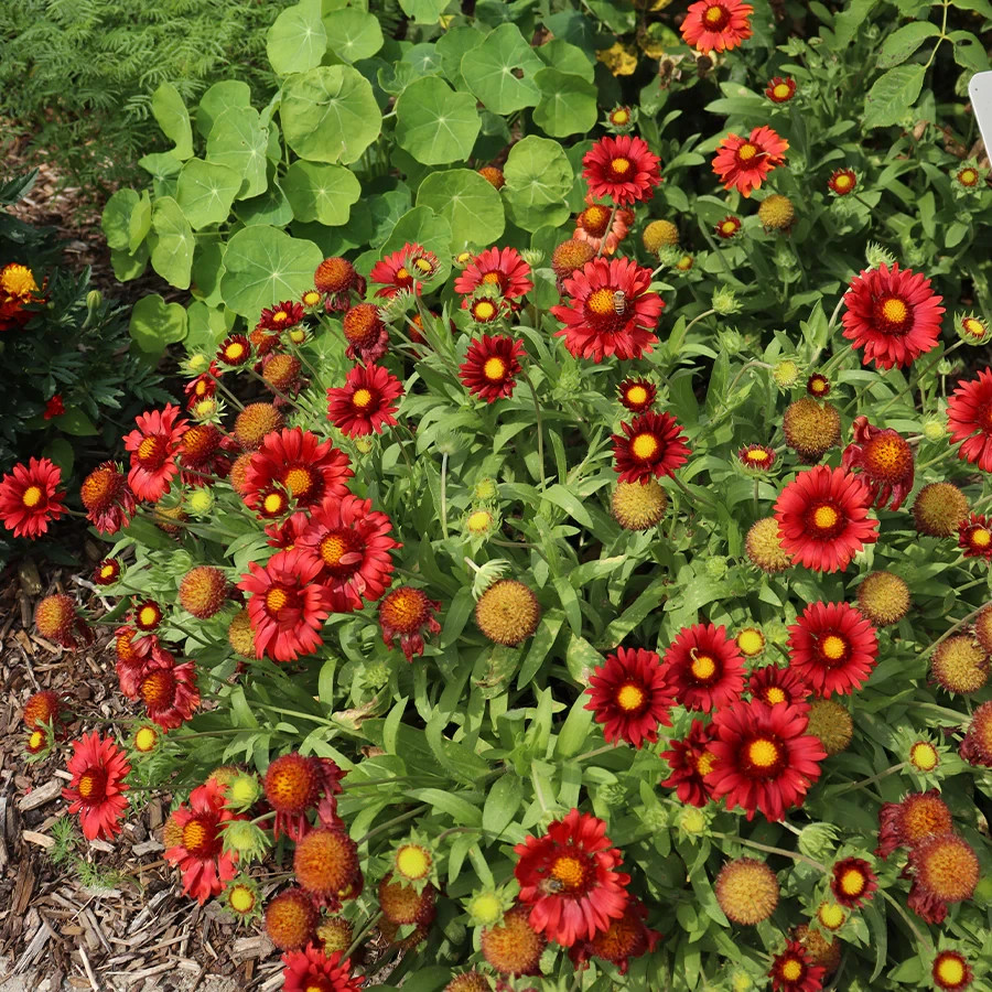 Arizona Red Shades 55 Blanket Flower Seeds~The Brooklyn Botanical Gardens Club!
