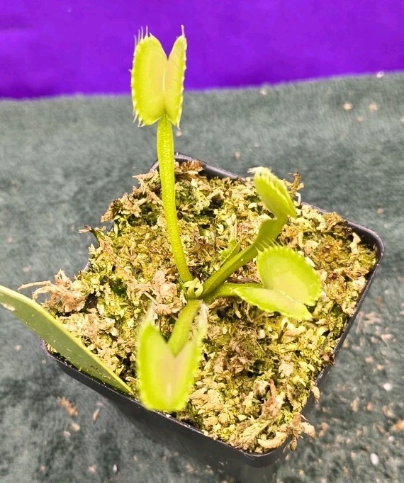 Venus Flytrap GAP TEETH Young Division Carnivorous Plant