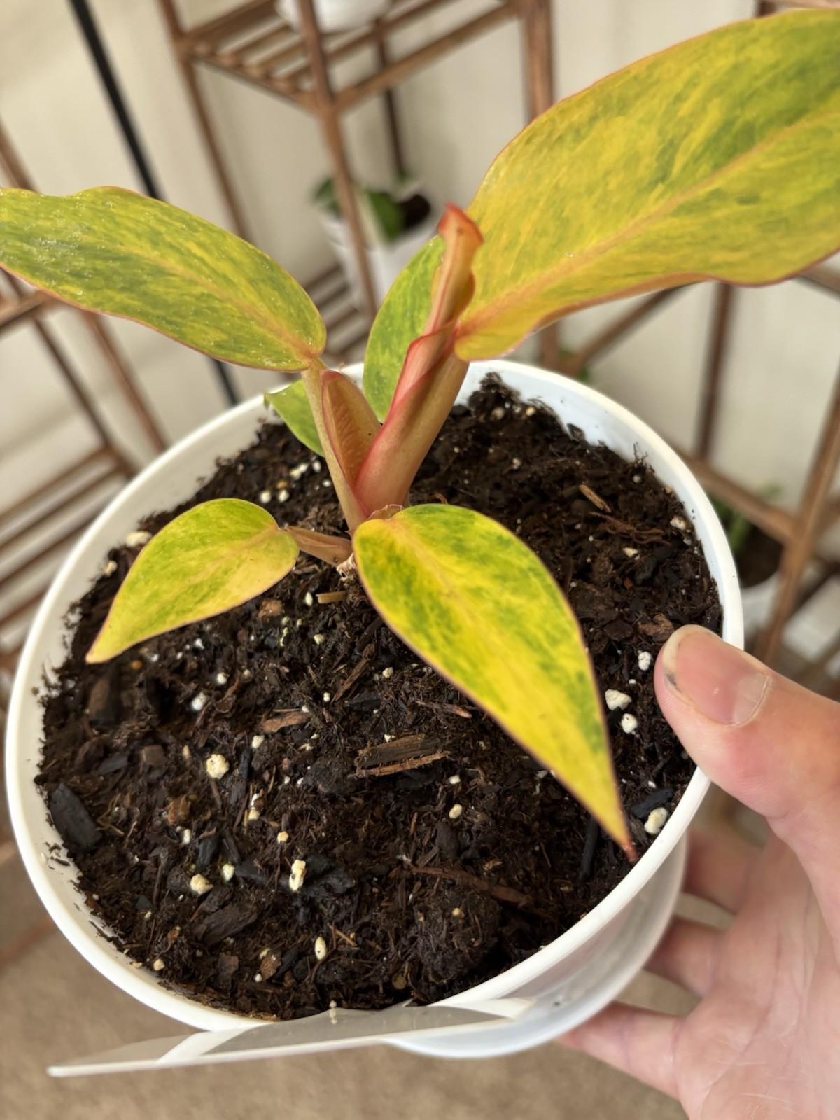Philodendron Quadcolor Variegated 6″ Pot Rare Exact Plant #070