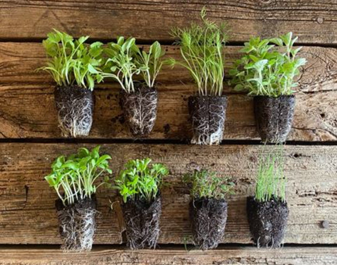 3 Live Random Herb Plants – 3–6″ Tall – Mixed Culinary Herb – Ships No Pot