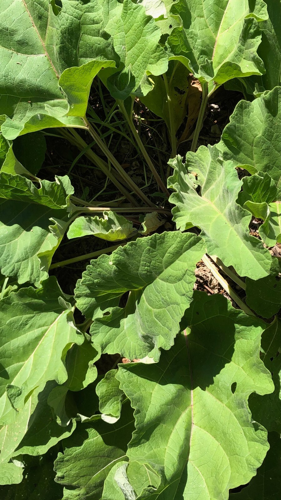 Greater Burdock Seeds / Arctium lappa / Asian Gobo: Certified Organic Non-GMO