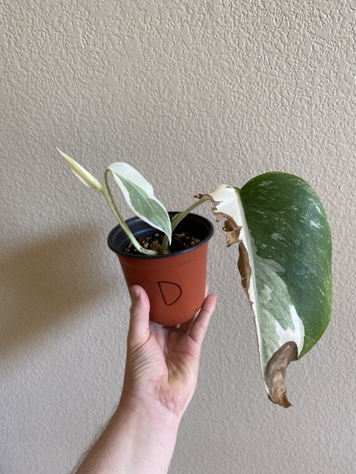 Variegated Monstera Albo Borsigiana – See Description – Available: A, B, D, E