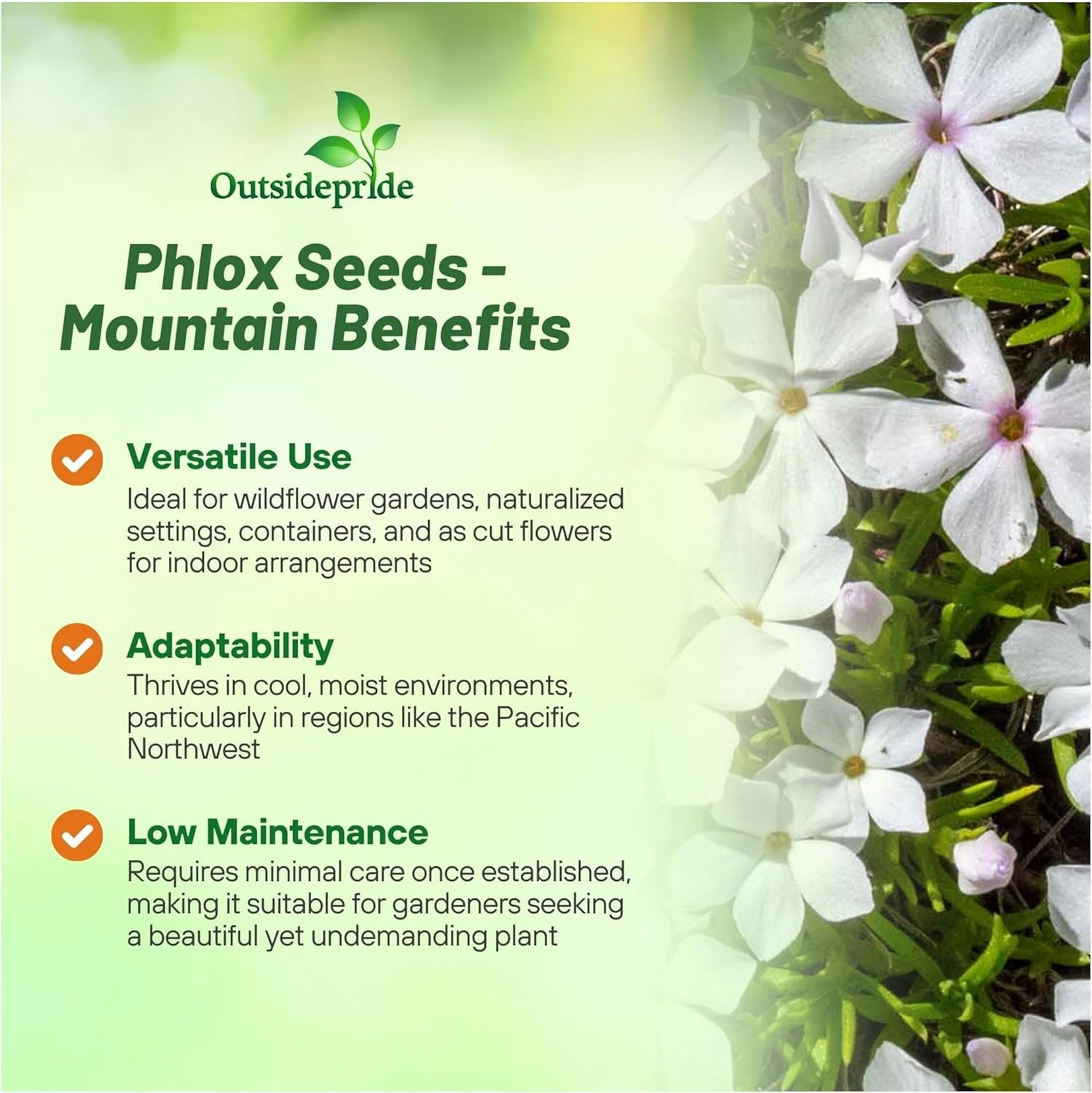 5000 Seeds White Mountain Phlox Seed For Planting – Phlox Wildflower Seeds