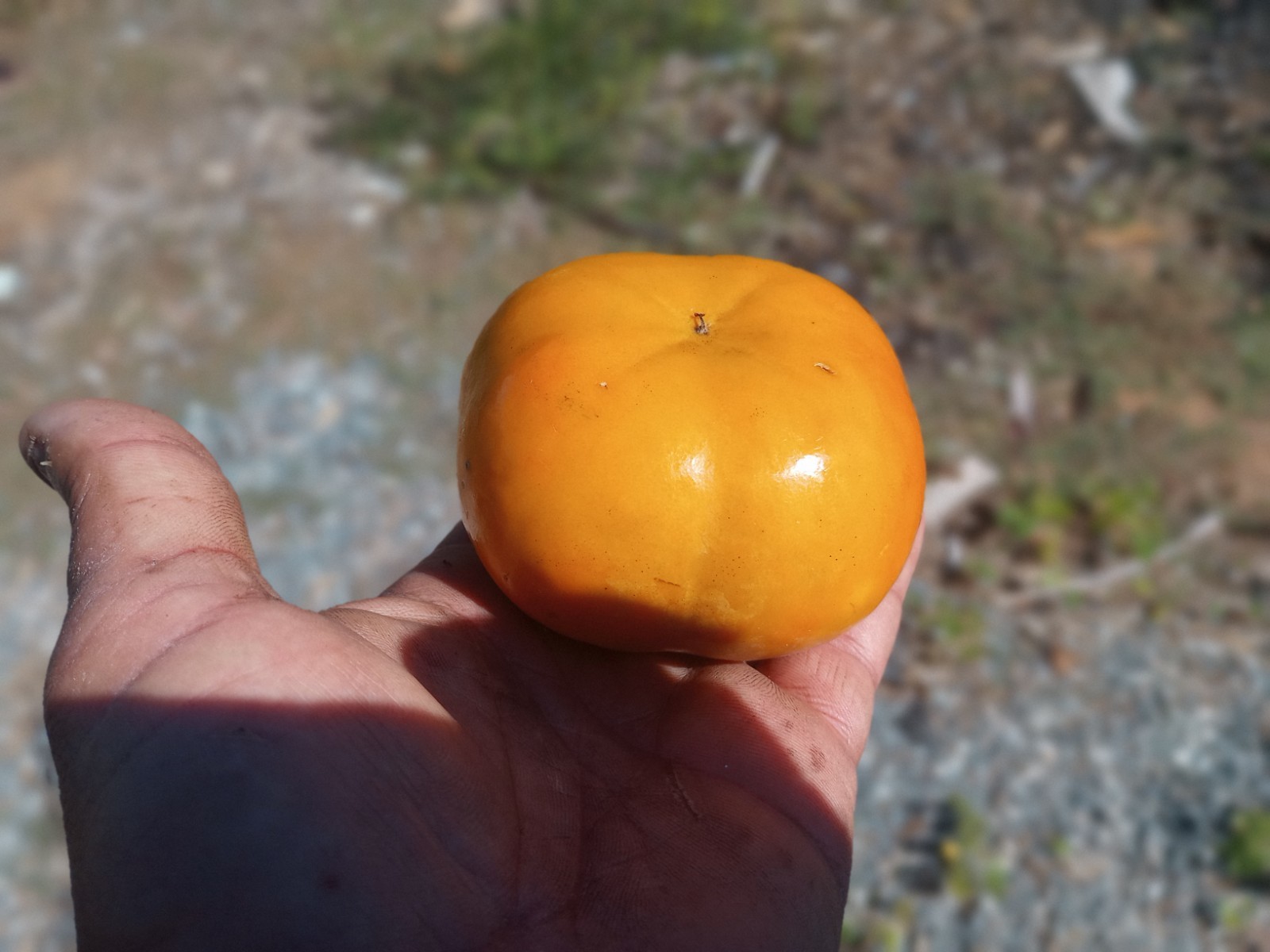 10 PCS FUYU FLAT SHAPE PERSIMMON TREE UNROOTED CUTTINGS 8″ Long For Grafting