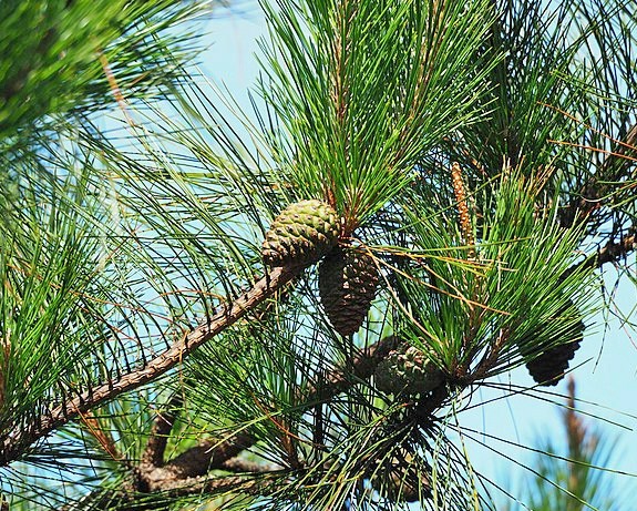 Pinus taiwanensis | Taiwan Red Pine | 10 Seeds