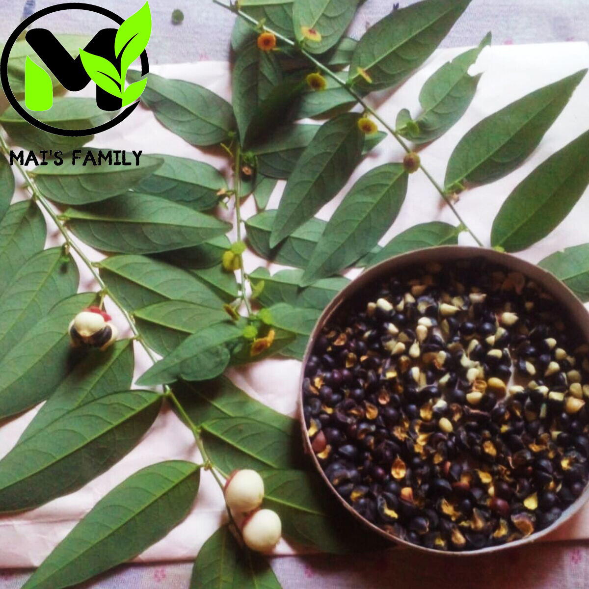 Star Gooseberry Leaves Seeds, Rau bồ ngót, Sauropus Androgynus, Katuk,Sweet leaf