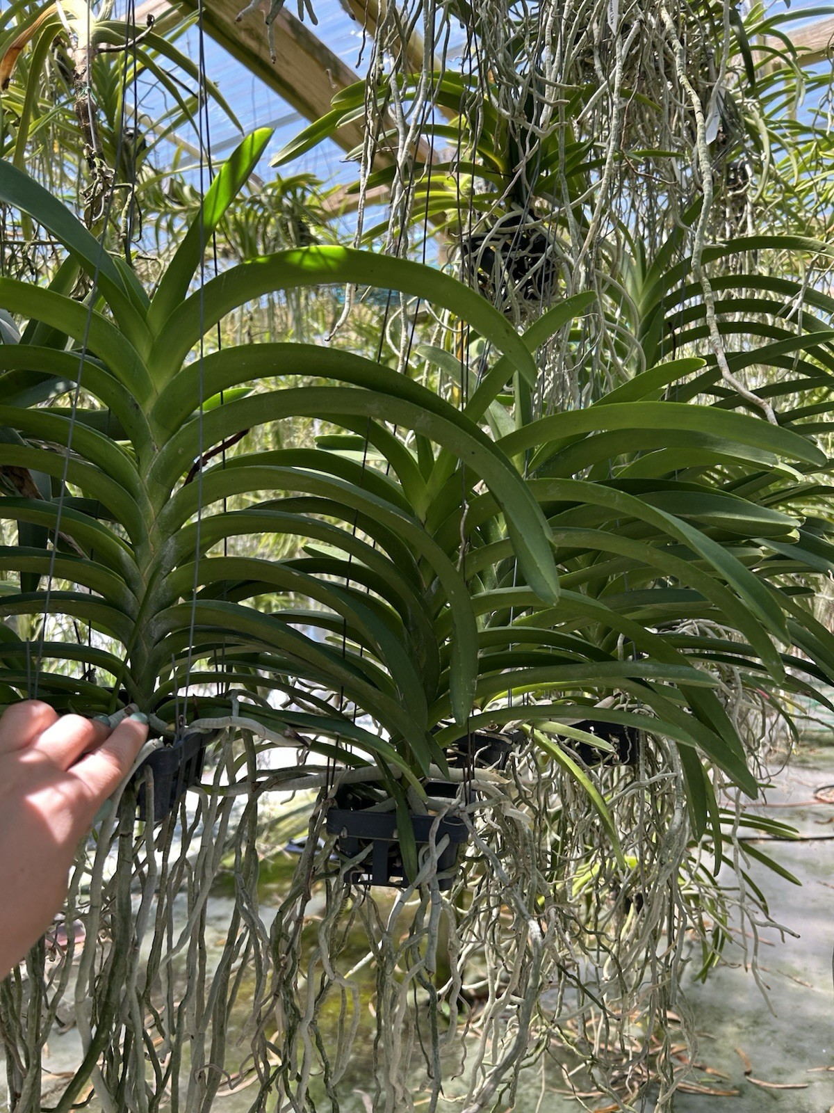 Vanda Suwannaphum Summer Like , Blooming Size Yellow Red Pink Spotted Orchid