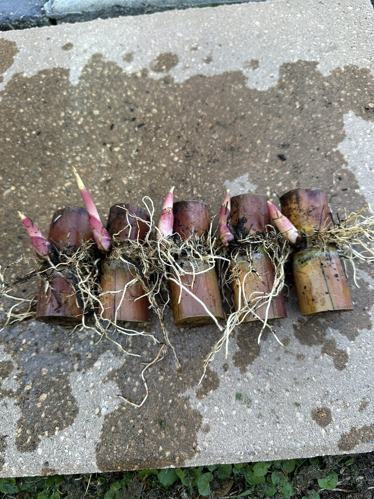 Rooted Sugarcane Cutting 5pcs ￼ Live Plant Ready To Grow (cây mía )