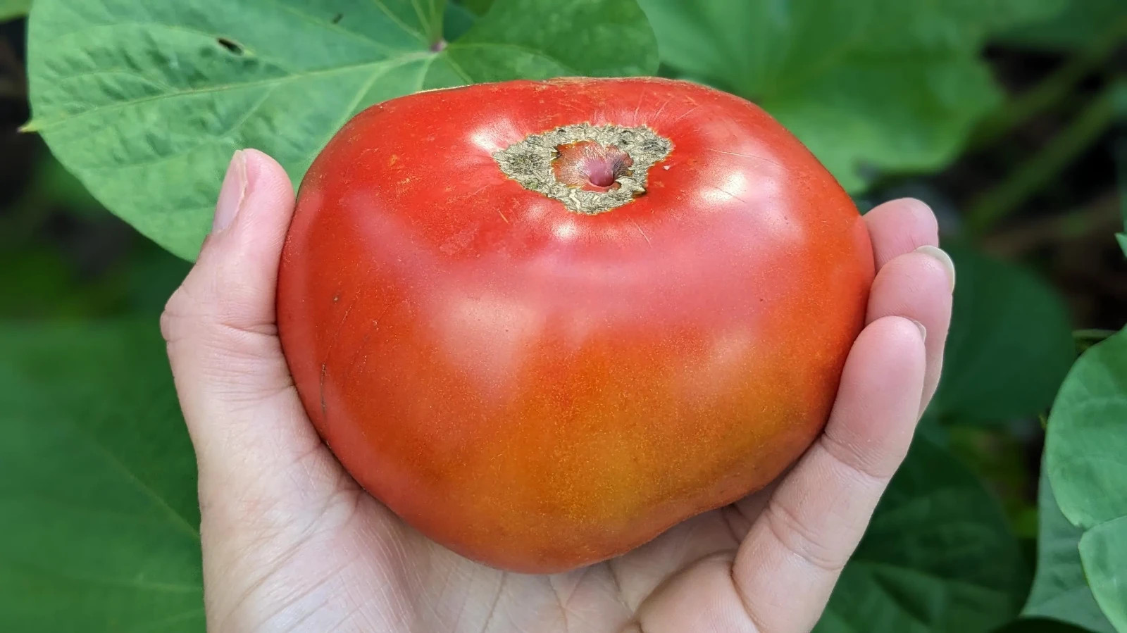 10 SEEDS Maralinga DWARF Variety Tomato ORGANIC DTP