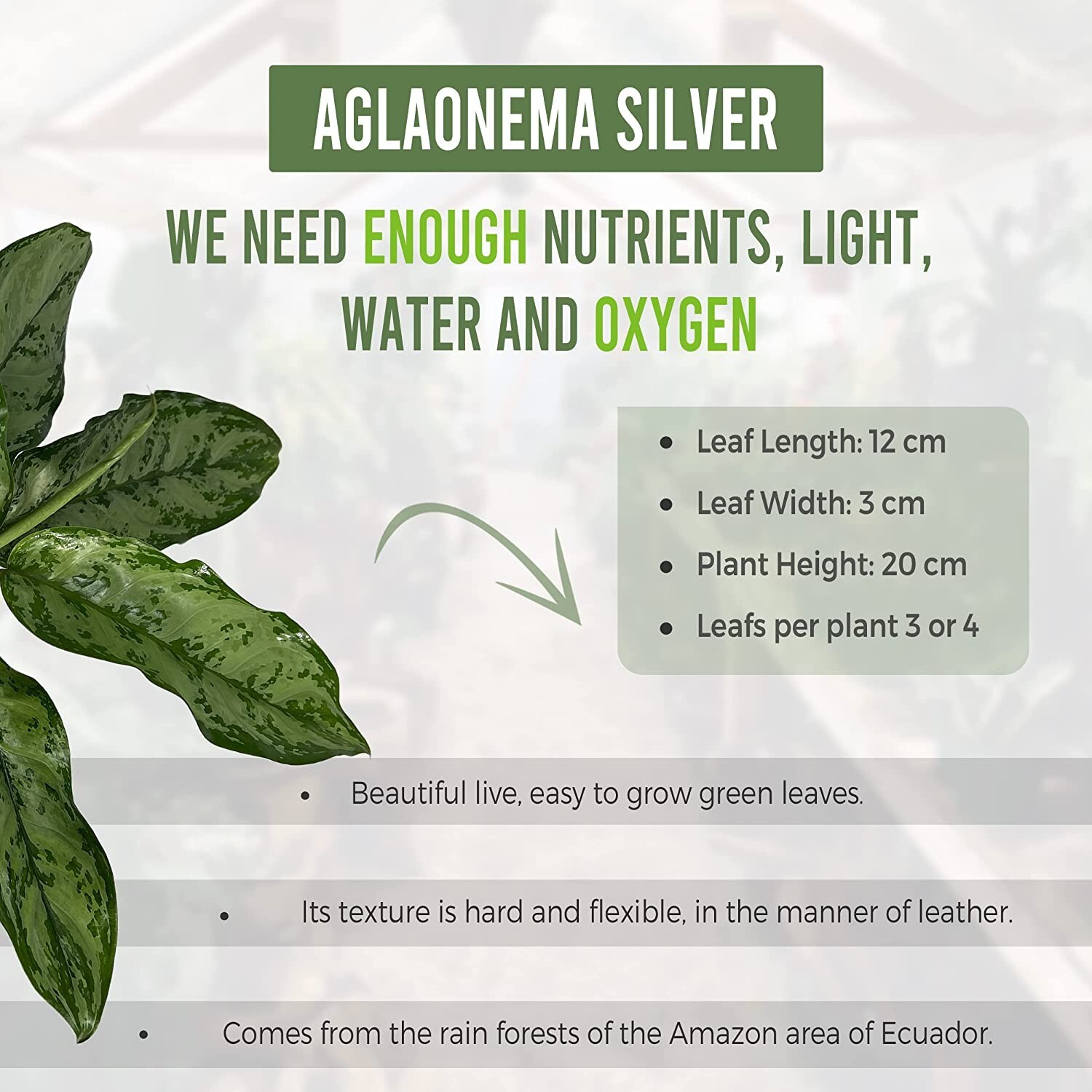 Aglaonema Silver (2pack) by LEAL PLANTS ECUADOR | Chinese Evergreen