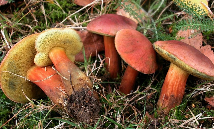 Seeds Mushroom Boletus Red (Xerocomus rubellus) Mycelium Spawn Spores Organic
