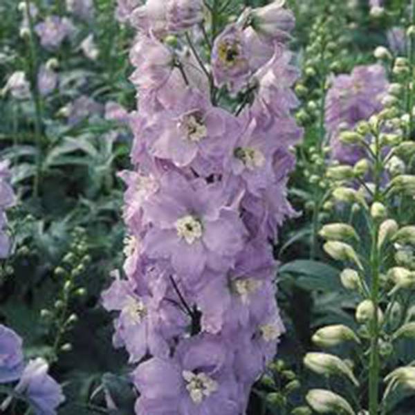 LARKSPUR, GIANT IMPERIAL 500 SEEDS NEWLY HARVESTED, A GREAT CUT FLOWER