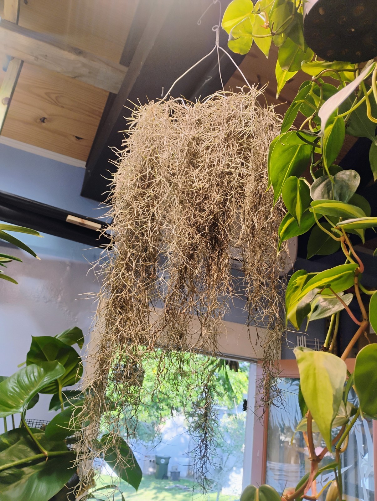 Live Spanish Moss With 12″ Hanger